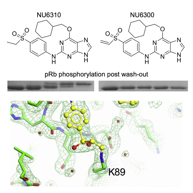 Identification and Characterization of an Irreversible Inhibitor of CDK2.