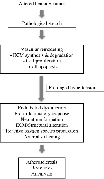 Mechanical stretch: physiological and pathological implications for human vascular endothelial cells.