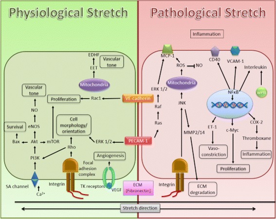 Mechanical stretch: physiological and pathological implications for human vascular endothelial cells.