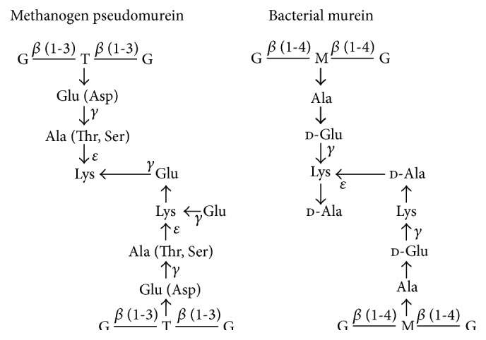 Biochemical Characterisation of Phage Pseudomurein Endoisopeptidases PeiW and PeiP Using Synthetic Peptides.