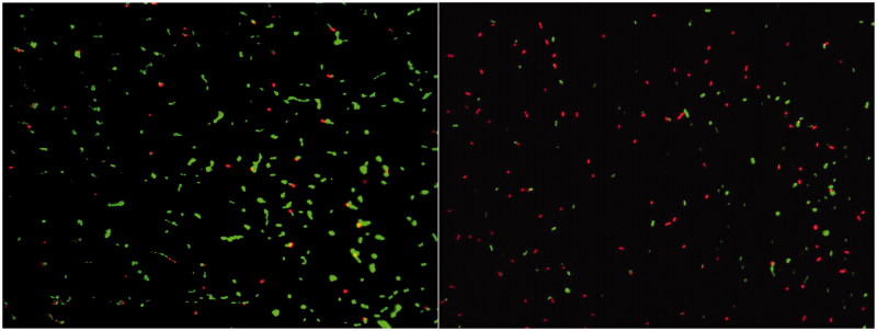 Antibacterial activity of gold-titanates on Gram-positive cariogenic bacteria.