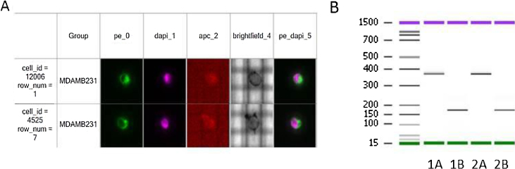 Feasibility of a workflow for the molecular characterization of single cells by next generation sequencing