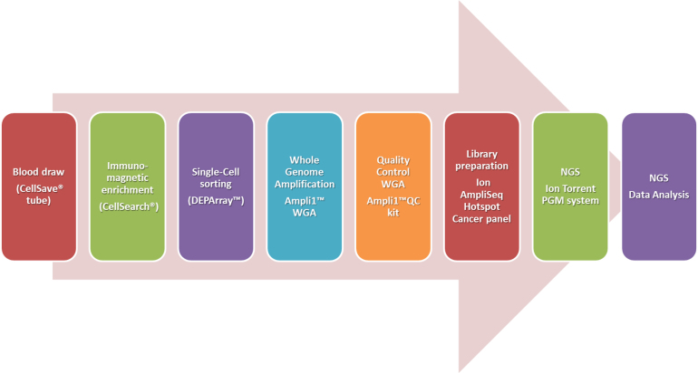 Feasibility of a workflow for the molecular characterization of single cells by next generation sequencing