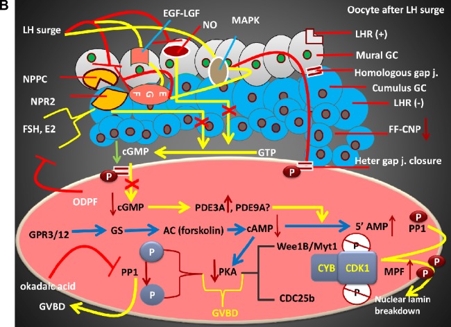 Selective Regulation of Oocyte Meiotic Events Enhances Progress in Fertility Preservation Methods.