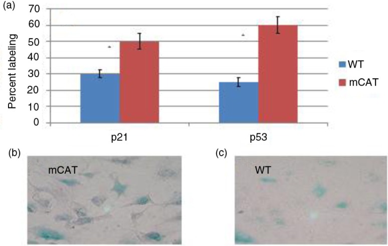 Mitochondrial catalase suppresses naturally occurring lung cancer in old mice.