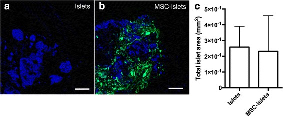 Mesenchymal stromal cells support endothelial cell interactions in an intramuscular islet transplantation model.