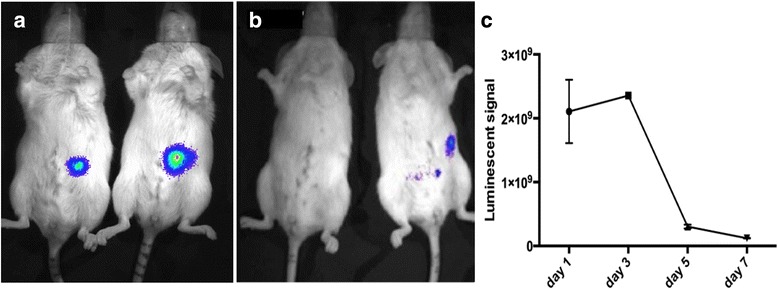 Mesenchymal stromal cells support endothelial cell interactions in an intramuscular islet transplantation model.