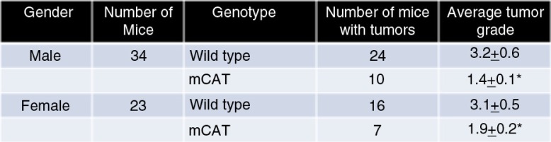 Mitochondrial catalase suppresses naturally occurring lung cancer in old mice.