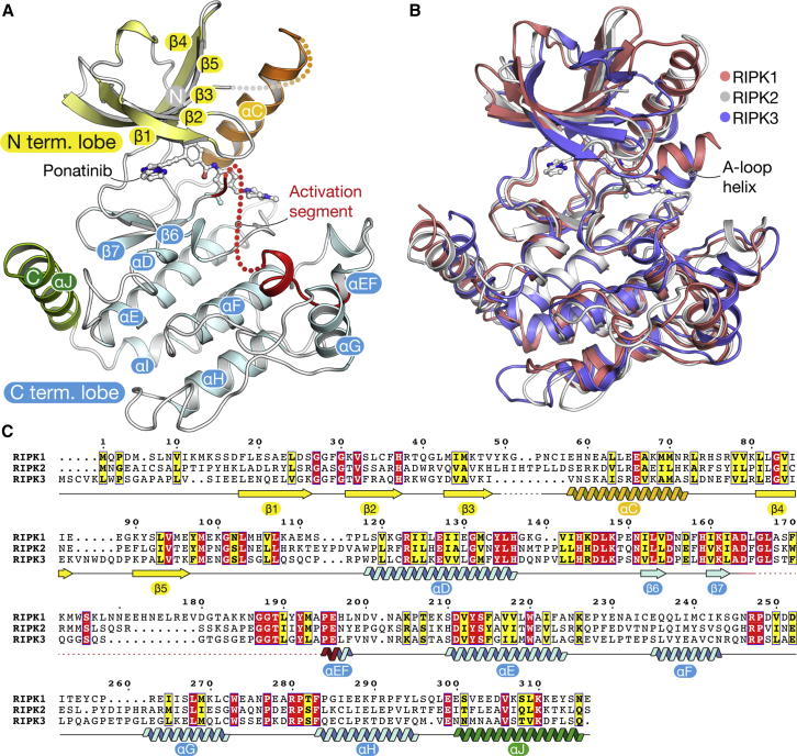 Inflammatory Signaling by NOD-RIPK2 Is Inhibited by Clinically Relevant Type II Kinase Inhibitors.