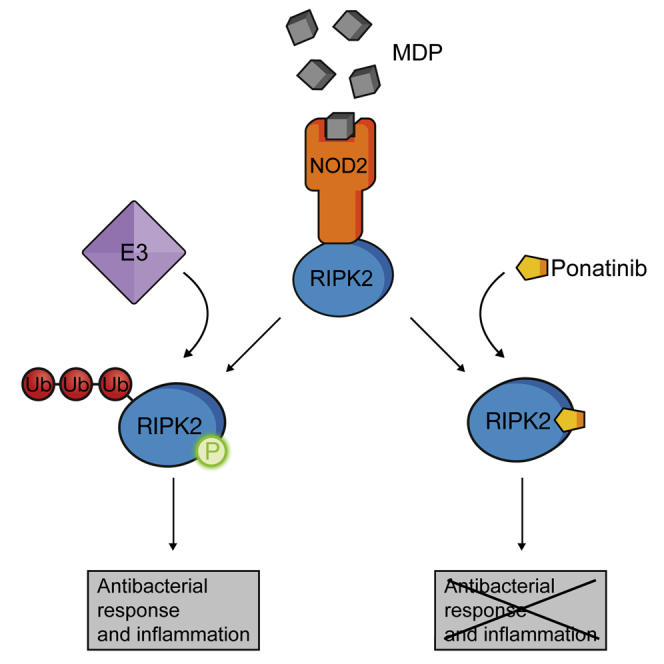 Inflammatory Signaling by NOD-RIPK2 Is Inhibited by Clinically Relevant Type II Kinase Inhibitors.