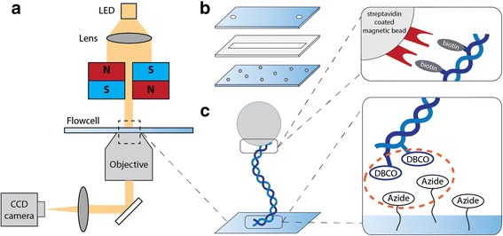 Copper-free click chemistry for attachment of biomolecules in magnetic tweezers.