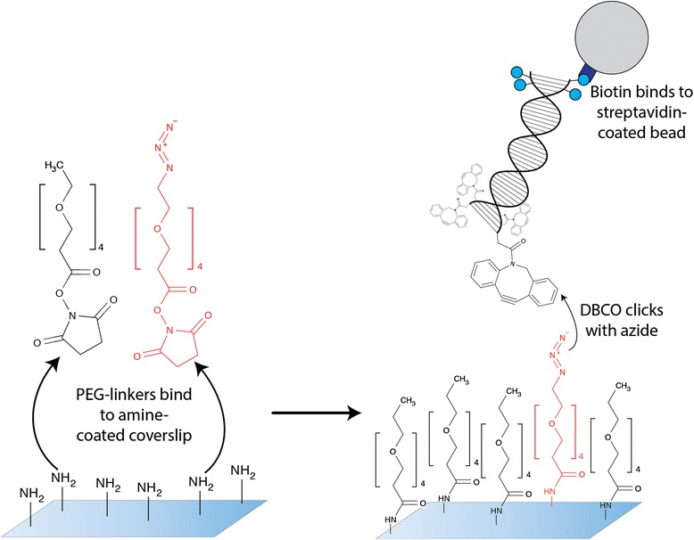 Copper-free click chemistry for attachment of biomolecules in magnetic tweezers.