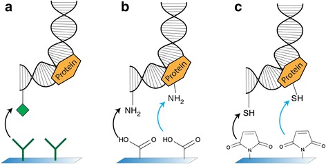 Copper-free click chemistry for attachment of biomolecules in magnetic tweezers.