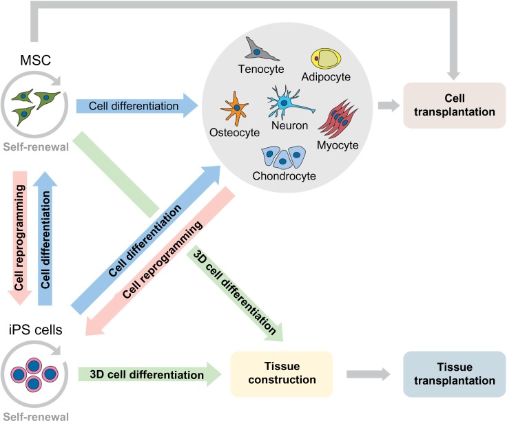 Mesenchymal and induced pluripotent stem cells: general insights and clinical perspectives.