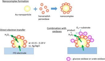 Direct electron transfer biosensor for hydrogen peroxide carrying nanocomplex composed of horseradish peroxidase and Au-nanoparticle – Characterization and application to bienzyme systems