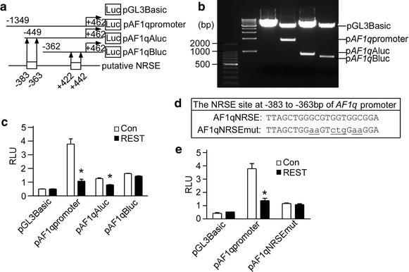 RE1 silencing transcription factor (REST) negatively regulates ALL1-fused from chromosome 1q (AF1q) gene transcription