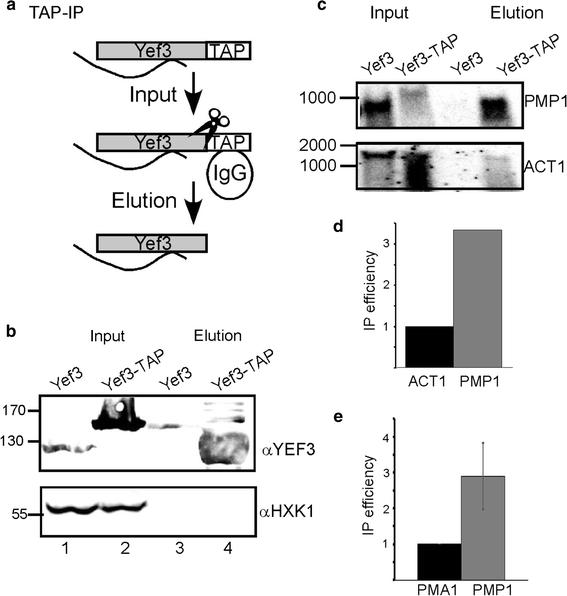 The elongation factor eEF3 (Yef3) interacts with mRNA in a translation independent manner