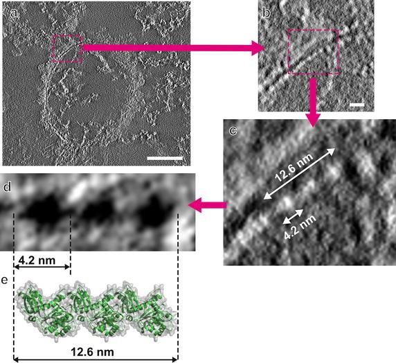 In situ structure of FtsZ mini-rings in Arabidopsis chloroplasts