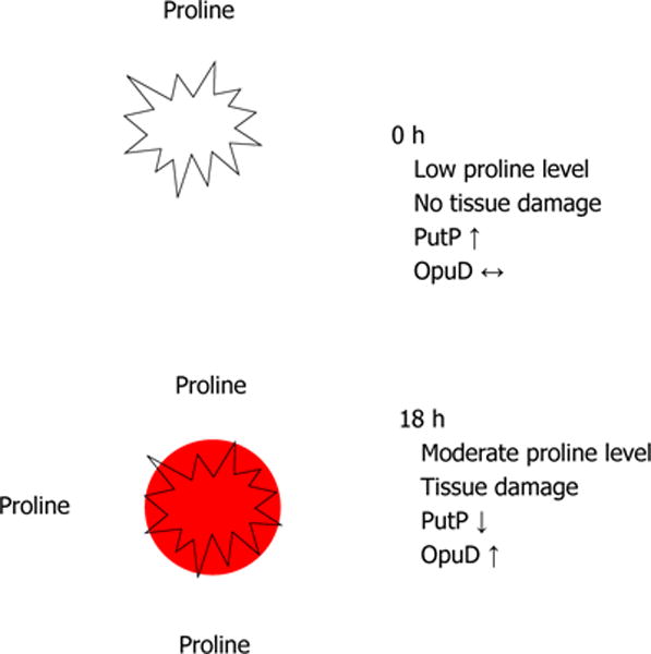 Osmolyte transport in <i>Staphylococcus aureus</i> and the role in pathogenesis.