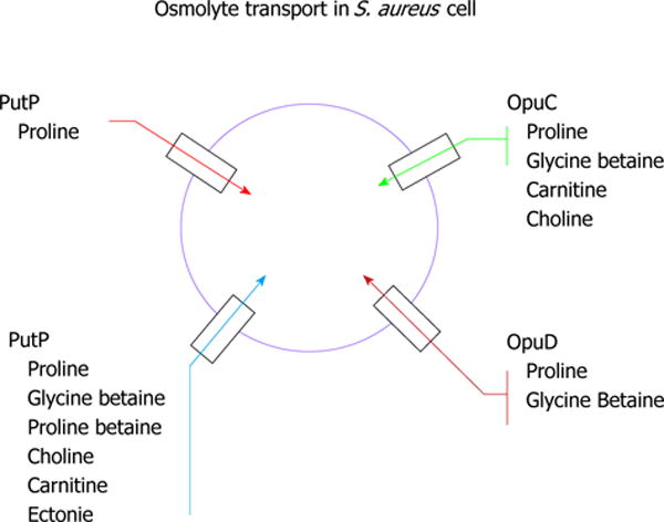 Osmolyte transport in <i>Staphylococcus aureus</i> and the role in pathogenesis.