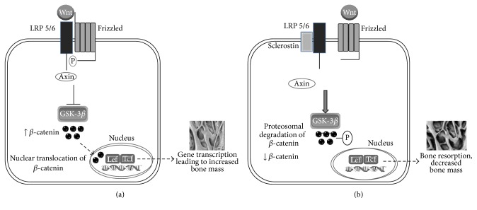 Sclerostin Antibody Therapy for the Treatment of Osteoporosis: Clinical Prospects and Challenges.