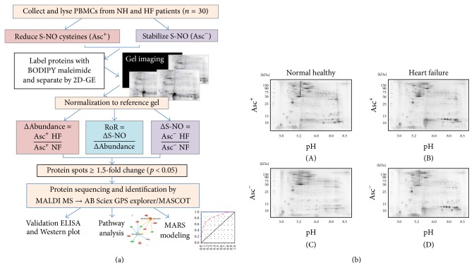 S-Nitrosylation Proteome Profile of Peripheral Blood Mononuclear Cells in Human Heart Failure.