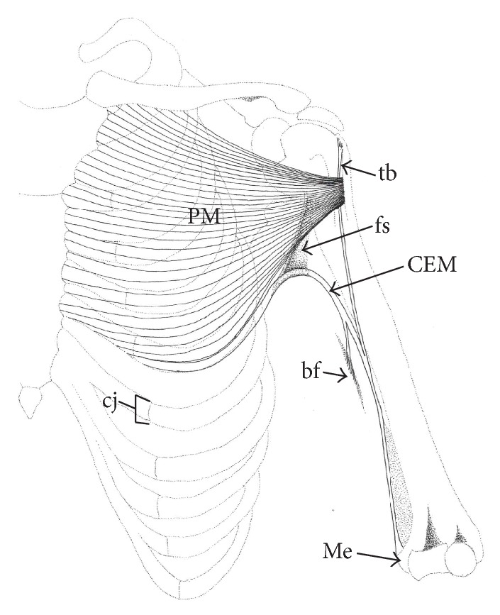 Bilateral Chondroepitrochlearis Muscle: Case Report, Phylogenetic Analysis, and Clinical Significance.