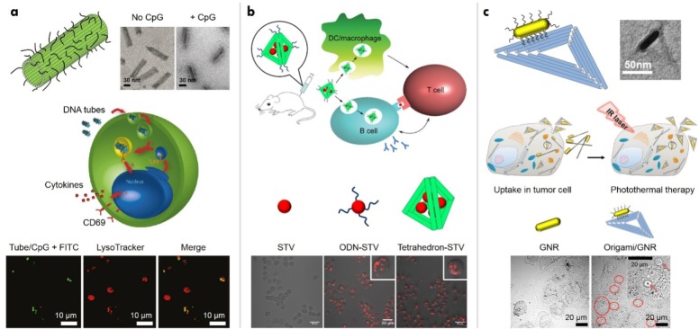 Designer DNA Architectures: Applications in Nanomedicine.