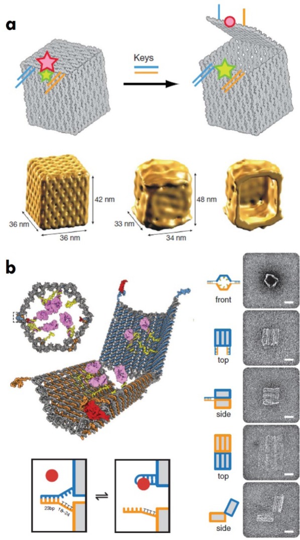 Designer DNA Architectures: Applications in Nanomedicine.