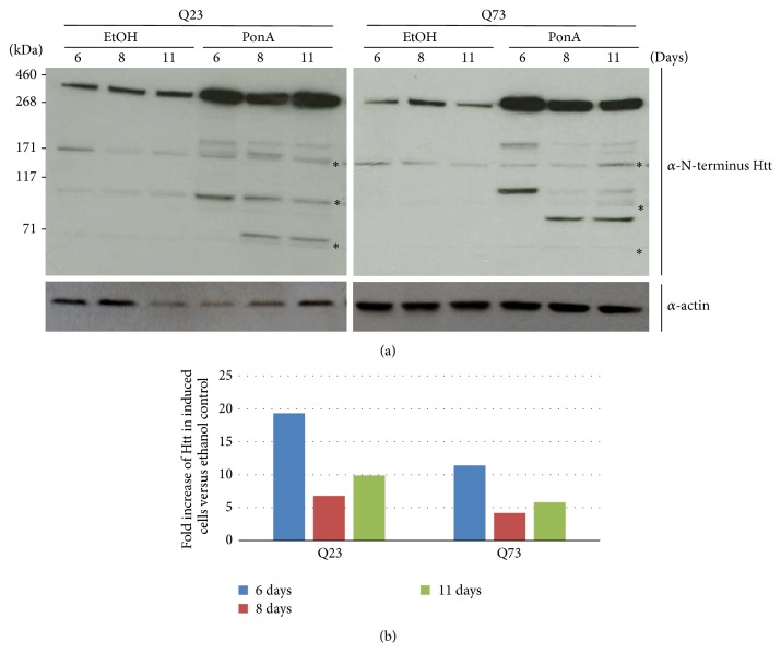 An Intrabody Drug (rAAV6-INT41) Reduces the Binding of N-Terminal Huntingtin Fragment(s) to DNA to Basal Levels in PC12 Cells and Delays Cognitive Loss in the R6/2 Animal Model.