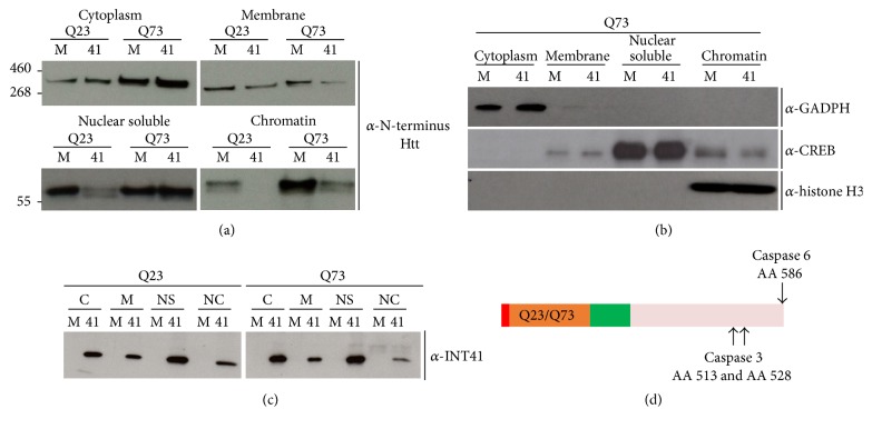 An Intrabody Drug (rAAV6-INT41) Reduces the Binding of N-Terminal Huntingtin Fragment(s) to DNA to Basal Levels in PC12 Cells and Delays Cognitive Loss in the R6/2 Animal Model.