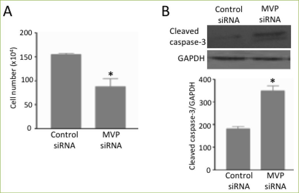 Major vault protein in cardiac and smooth muscle.