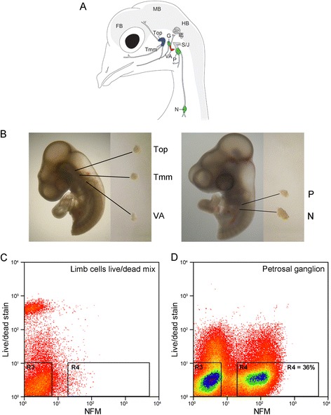 Identification of molecular signatures specific for distinct cranial sensory ganglia in the developing chick.