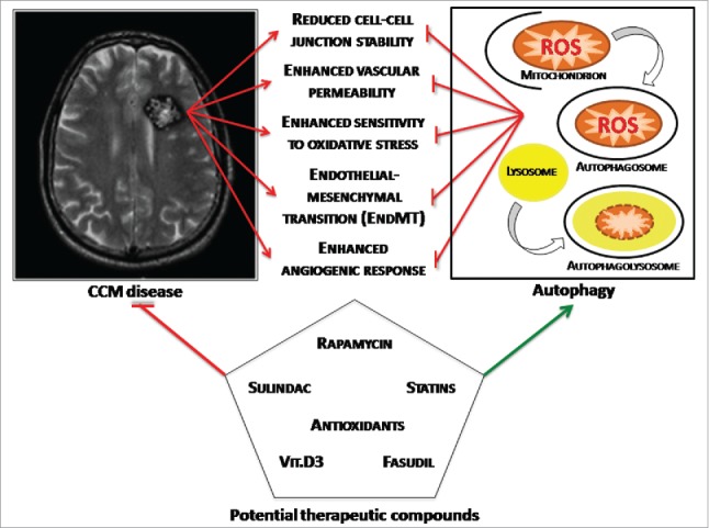 Beyond multiple mechanisms and a unique drug: Defective autophagy as pivotal player in cerebral cavernous malformation pathogenesis and implications for targeted therapies.