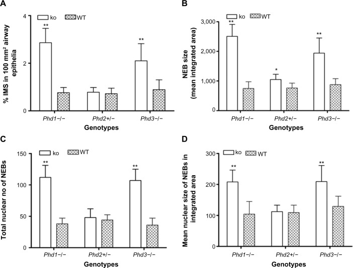 Hyperplasia and hypertrophy of pulmonary neuroepithelial bodies, presumed airway hypoxia sensors, in hypoxia-inducible factor prolyl hydroxylase-deficient mice.