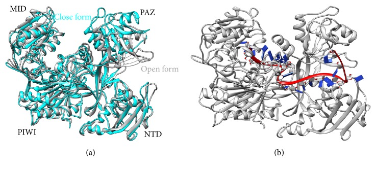 Structural Dynamics of Human Argonaute2 and Its Interaction with siRNAs Designed to Target Mutant tdp43.