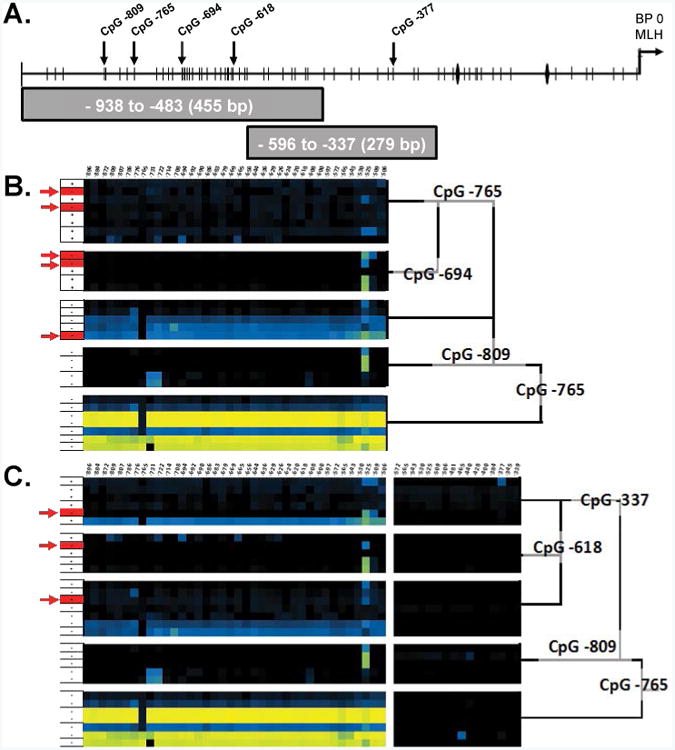 Epigenetic Loss of MLH1 Expression in Normal Human Hematopoietic Stem Cell Clones is Defined by the Promoter CpG Methylation Pattern Observed by High-Throughput Methylation Specific Sequencing.