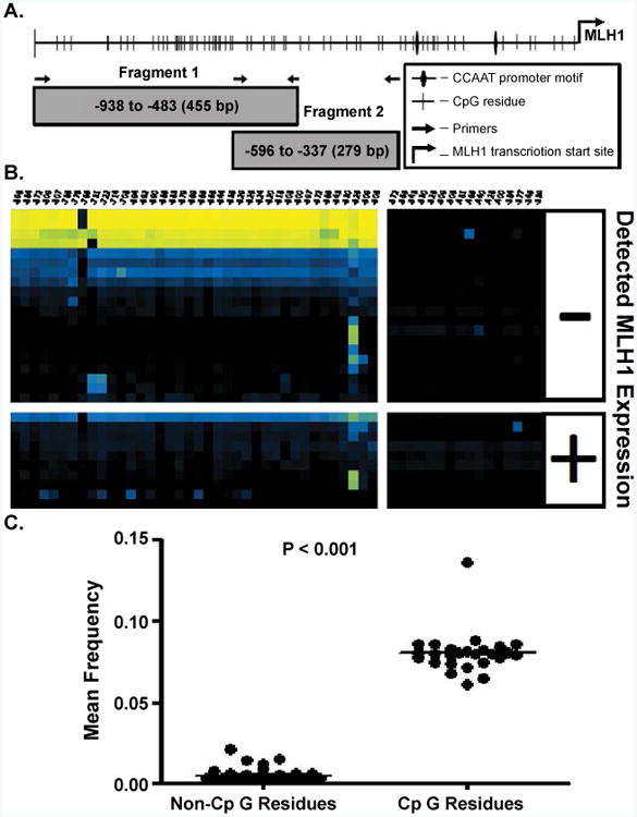 Epigenetic Loss of MLH1 Expression in Normal Human Hematopoietic Stem Cell Clones is Defined by the Promoter CpG Methylation Pattern Observed by High-Throughput Methylation Specific Sequencing.