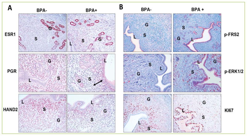 Chronic exposure to bisphenol a impairs progesterone receptor-mediated signaling in the uterus during early pregnancy.