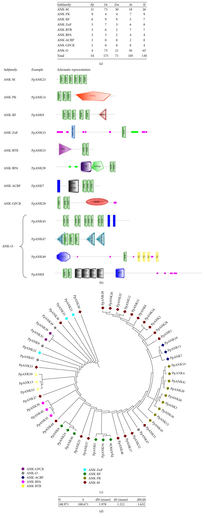 Analyses of Physcomitrella patens Ankyrin Repeat Proteins by Computational Approach.