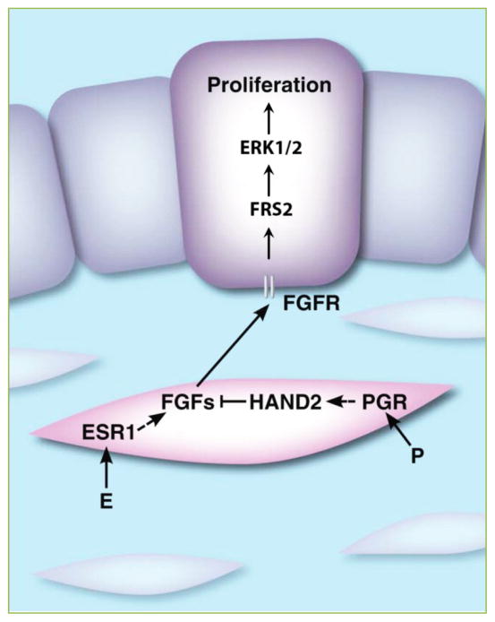 Chronic exposure to bisphenol a impairs progesterone receptor-mediated signaling in the uterus during early pregnancy.