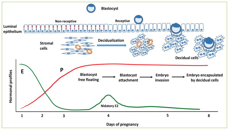 Chronic exposure to bisphenol a impairs progesterone receptor-mediated signaling in the uterus during early pregnancy.