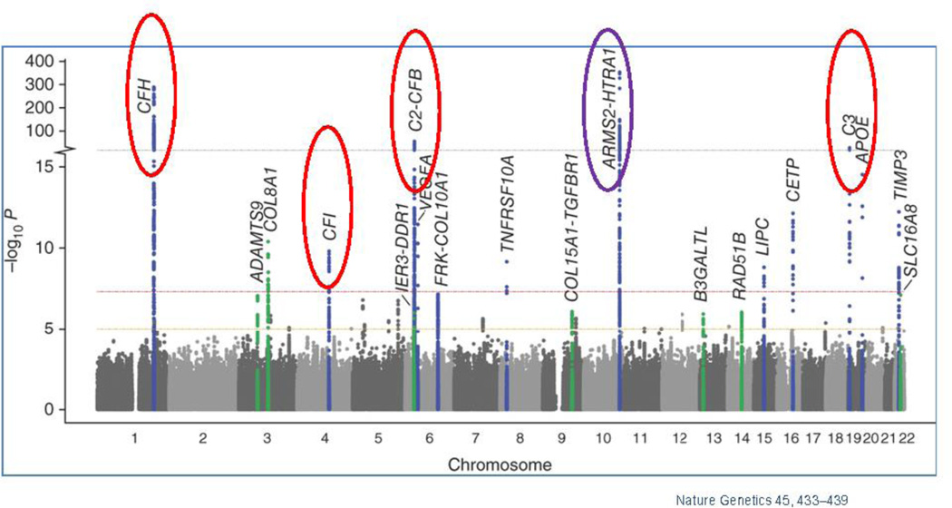 Oxidative stress, innate immunity, and age-related macular degeneration.