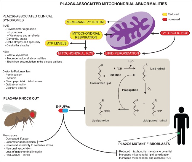 Mitochondrial dysfunction and defects in lipid homeostasis as therapeutic targets in neurodegeneration with brain iron accumulation.