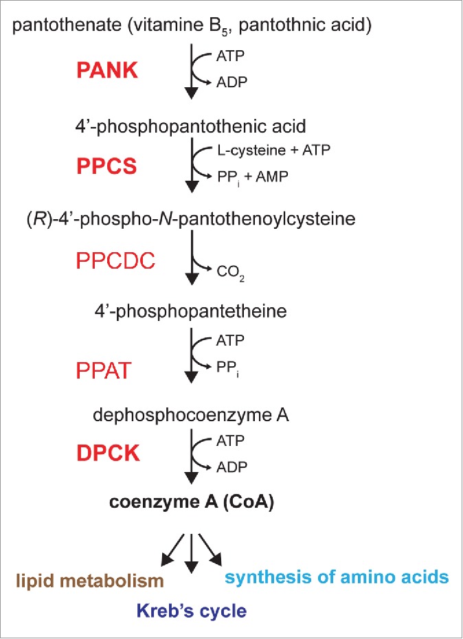 Mitochondrial dysfunction and defects in lipid homeostasis as therapeutic targets in neurodegeneration with brain iron accumulation.