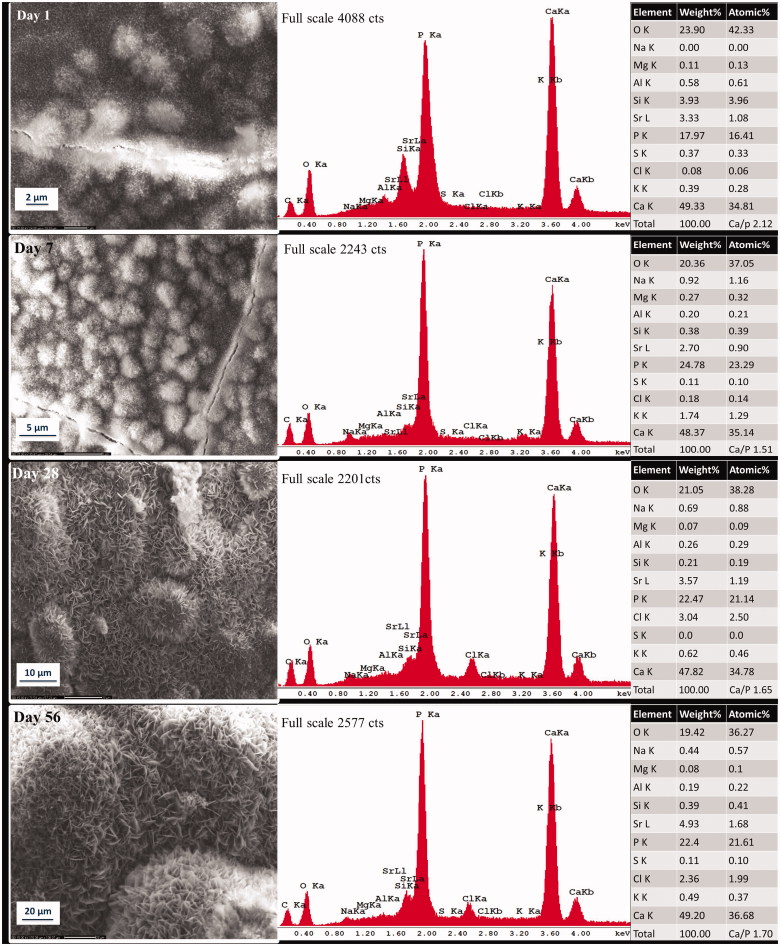 Apatite precipitation on a novel fast-setting calcium silicate cement containing fluoride.