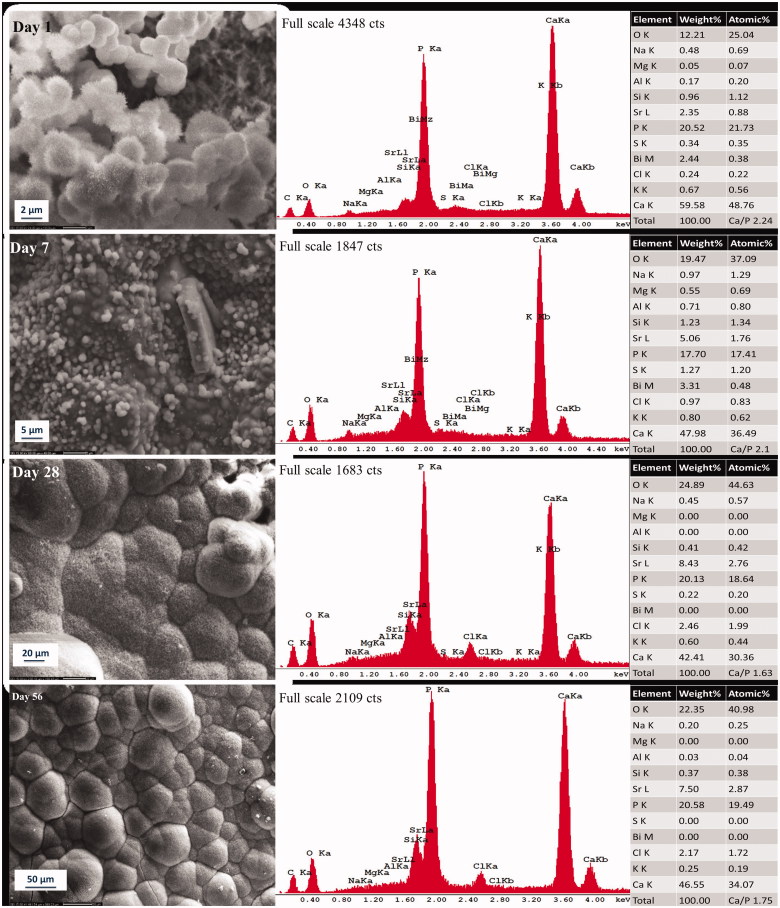 Apatite precipitation on a novel fast-setting calcium silicate cement containing fluoride.