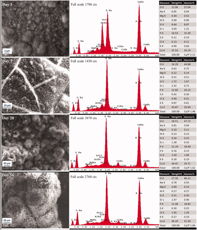 Apatite precipitation on a novel fast-setting calcium silicate cement containing fluoride.