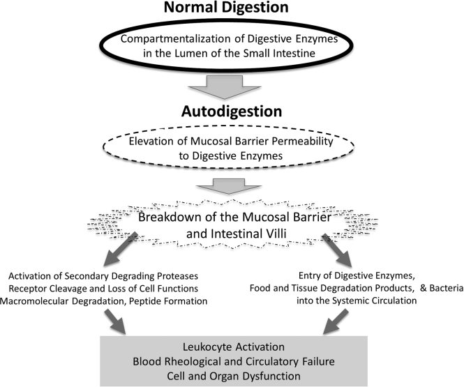 The autodigestion hypothesis: Proteolytic receptor cleavage in rheological and cardiovascular cell dysfunction1.