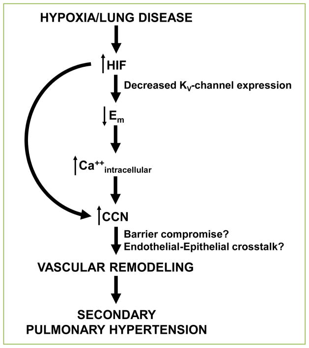 "A small leak will sink a great ship": hypoxia-inducible factor and group III pulmonary hypertension.